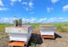 Bee hives at Helsinki Airport. Photo: Finavia