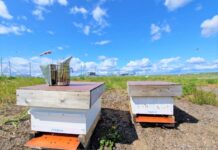 Bee hives at Helsinki Airport. Photo: Finavia