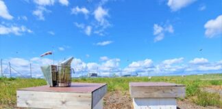 Bee hives at Helsinki Airport. Photo: Finavia