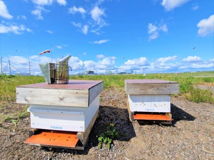Bee hives at Helsinki Airport. Photo: Finavia