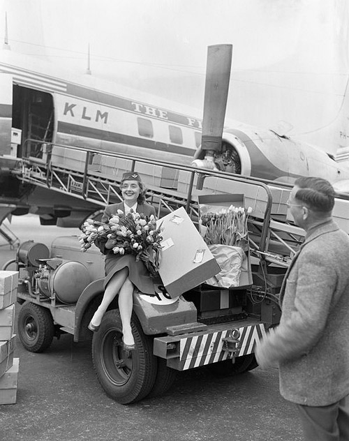 Стюардесса KLM