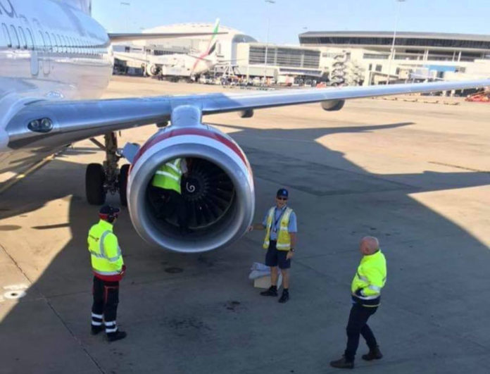 Вызволение совы из двигателя самолета Virgin Australia