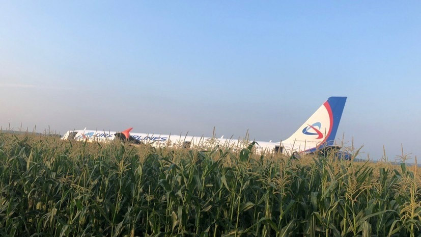 Airbus A321 "Уральских авиалиний" после посадки на кукурузное поле