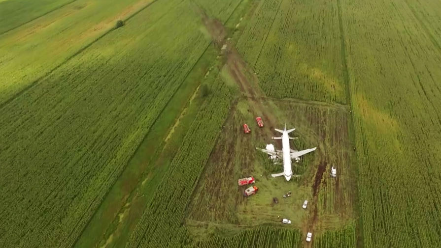 Вид на поле с кукурузой, на которое сел Airbus A321 "Уральских авиалиний"