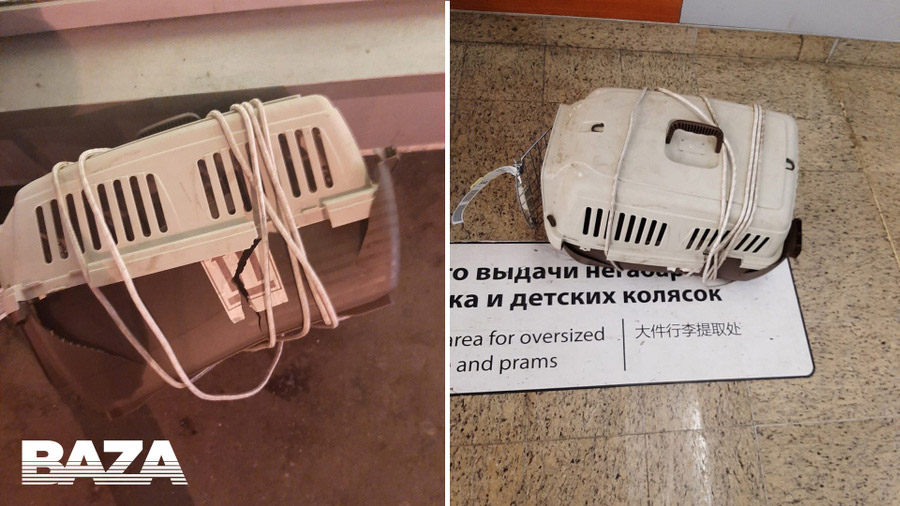Сломанные переноски с котами, которые перевозились рейсом "Аэрофлота"