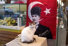 Кот в Стамбуле на фоне плаката с Ататюрком