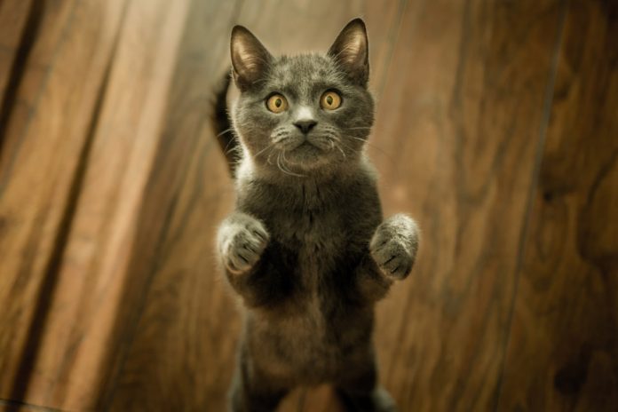 Кот