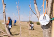 Деревья liriodendron tulipifera, которые высадили в Украине сотрудники Air France - KLM